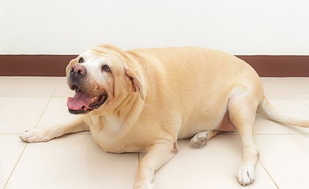 金毛是哪个国家的，十大聪明犬排名（被评为“无攻击性”的3种狗）