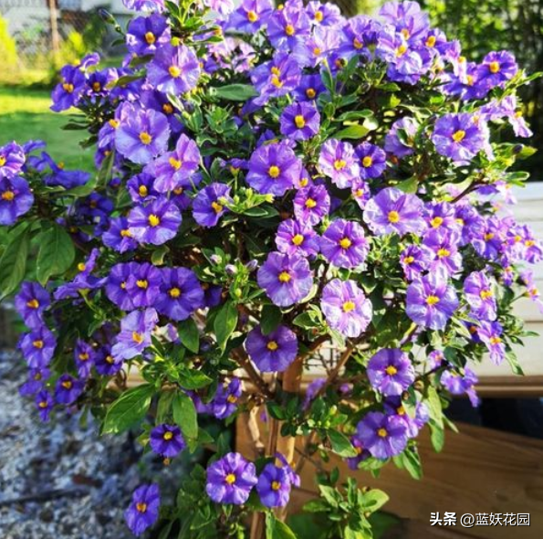 蓝花茄的养殖方法和注意事项，蓝花茄的作用与功效（不怕热、可全年开花的蓝花茄）