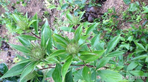 黄芩多少钱一斤，黄芩种子多少钱一斤（一年亩收入5万的药材有哪些）