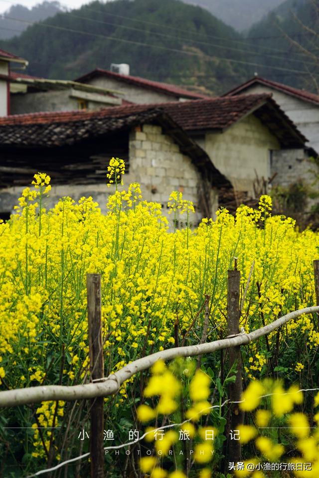万亩油菜花海游玩攻略，奔赴川陕交界的巴山秘境