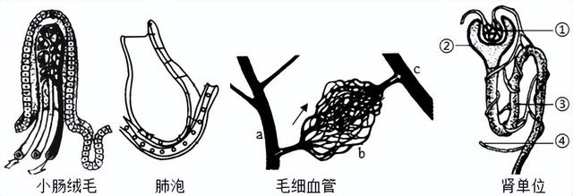 近心端和遠心端示意圖(中考生物一輪複習)