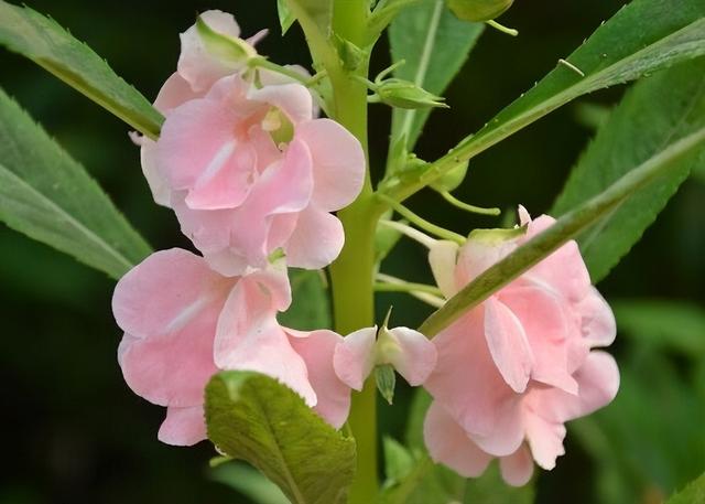 大门左右栽什么花草好，大门口两侧摆放的植物（院子里养“4种花”）