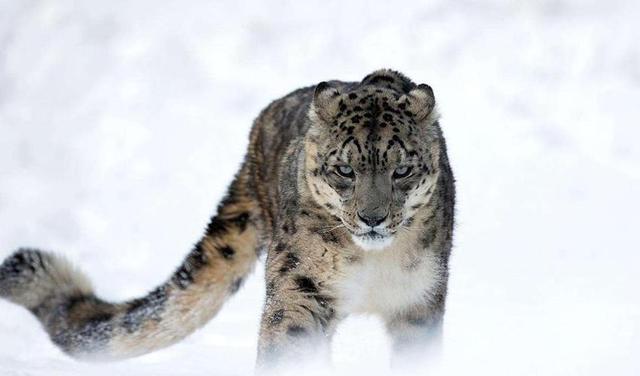 雪豹后传之苍狼全集，雪豹三部曲是哪三部（狼群调虎离山在荒原伏击雪豹）