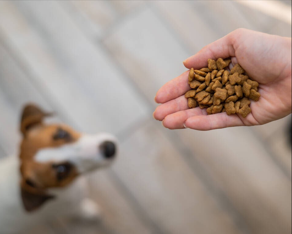 荒野盛宴狗粮测评：为你的爱犬提供健康饮食（全面解析荒野盛宴犬粮成分及营养价值）