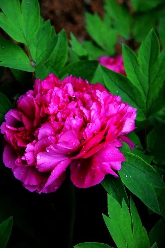 牡丹有哪些品种，牡丹有哪些品种(要名称)（精美绝伦的牡丹花十大品种图片欣赏）