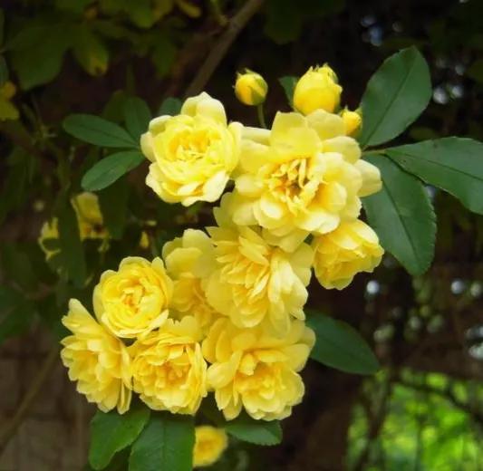 木香花为什么叫鬼招手，木香花为什么不能种（黄木香花，鬼招手）