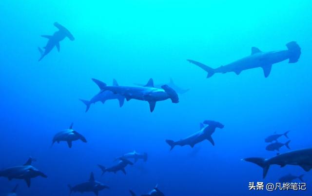 水下摄影注意什么，水下婚纱摄影（初学者的10个水下摄影技巧）