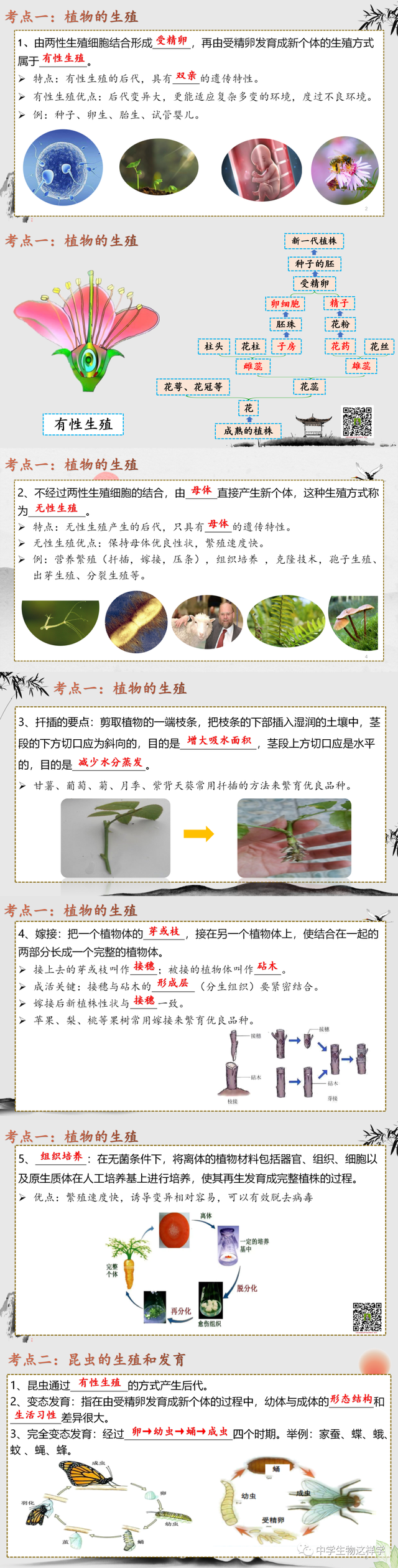 什么是无性生殖，什么叫做无性生殖（中考生物一轮复习）