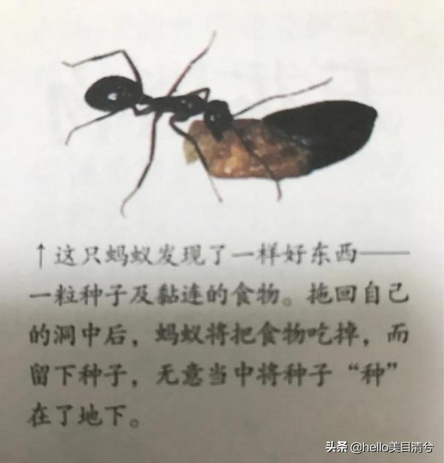 种子的传播方式有几种，植物种子的传播方式有哪些（《自然百科》告诉你植物种子是怎样移动的）