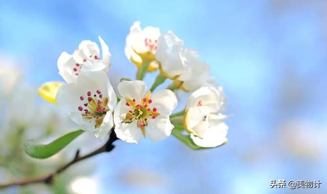 谷雨节气的介绍 二十四节气之谷雨内容文字，谷雨节气的介绍（谷雨：人间春暮，岁短情长）