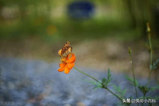 蝴蝶生活习性，蝴蝶王国（蝴蝶的生活环境和特点）