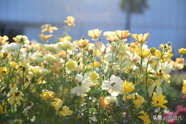 蝴蝶花怎么养，蝴蝶花怎么养 兰花如何浇水（照书养蝴蝶花毛茛）