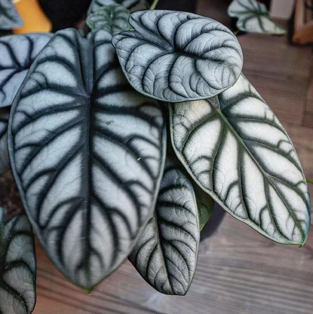 尖尾芋的养殖方法，教你从配土和浇水上养好这一大类植物