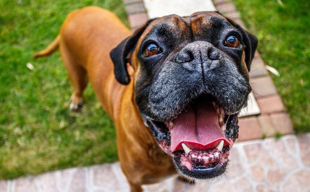 拳师(拳师酱解说),为何养"拳师犬"的人日渐增加(拳