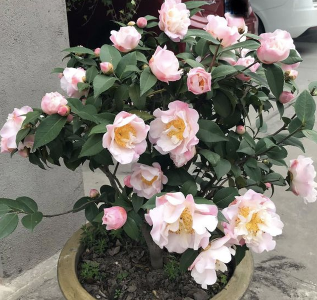 金枝玉叶花语是什么，玉叶金花的花语（“家有6种花）