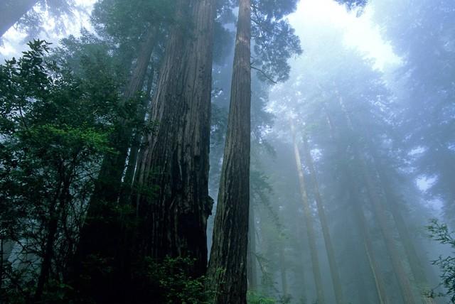 世界上最高的地方，比珠穆朗玛峰还高的山（‖美国加州红杉树‖巨树国家公园）