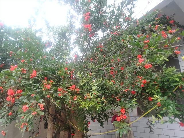 门前风水十大吉祥花，风水十大吉祥花排行（庭院里种“富贵树”）