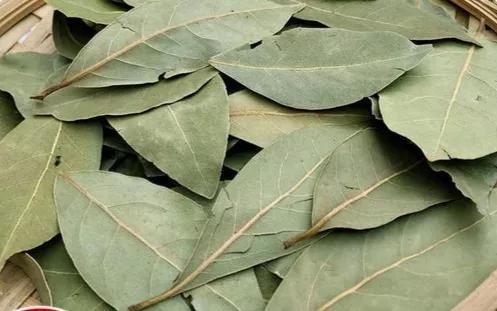 苯酚是什么,调料中的香叶是什么树的叶子