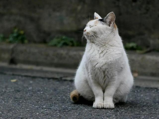 猫的寿命有几年，猫咪的寿命大概是几年（为何很少有人看到猫自然老死）