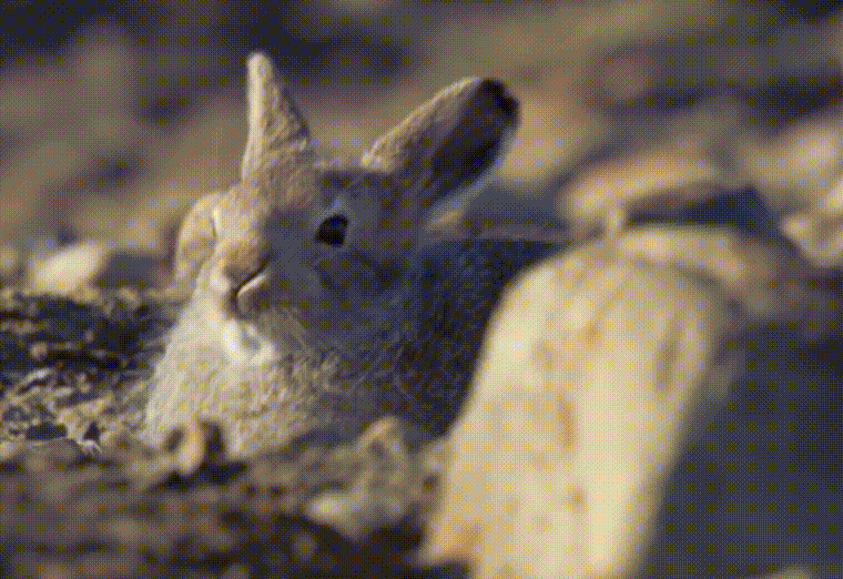 兔子冬眠吗，野生兔子冬眠吗（这只兔子49天跑路388公里）
