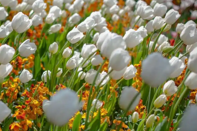 十二星座未来的职业，十二星座未来适合什么职业（工作勤恳认真）