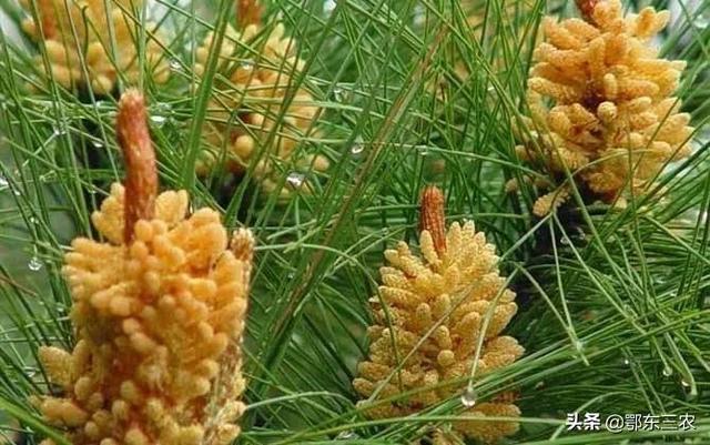 国珍松花粉的价格，国珍松花粉多少钱呀（松花粉卖100元一斤）