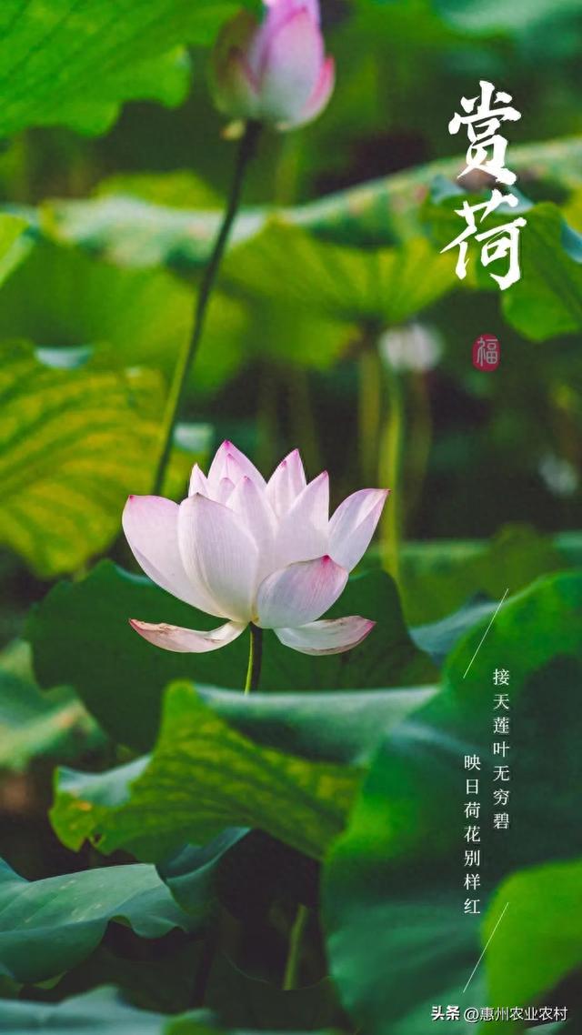 盛夏赏荷好去处，这些地方推荐给您~