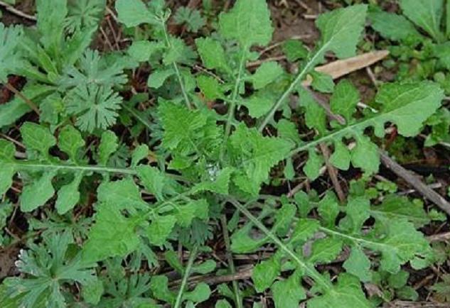 农村常见100种野菜名单及图片，可以食用的野菜有哪些名字