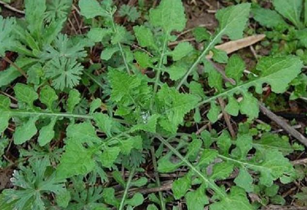 农村能吃的100种野菜图片,有哪些野菜可以吃 农村能吃的100种野菜图片,有哪些野菜可以吃
