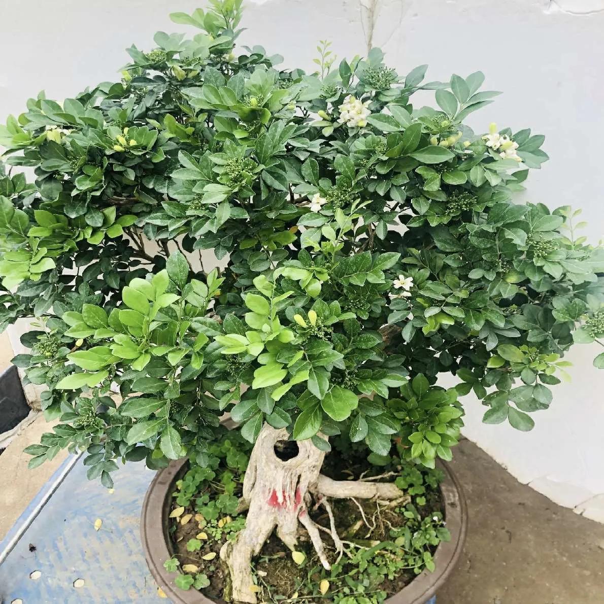 有香味的盆景(越养越值钱,养在客厅里又香又大气) - 彝家农业网