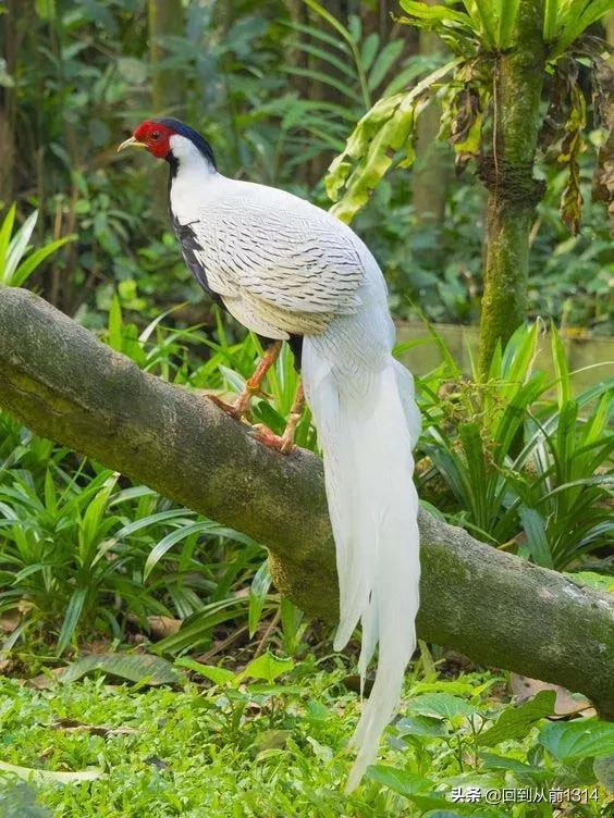 白娴鸟（白娴鸟图片，白娴鸟怎样的养殖（白鹇鸟唯美图片）