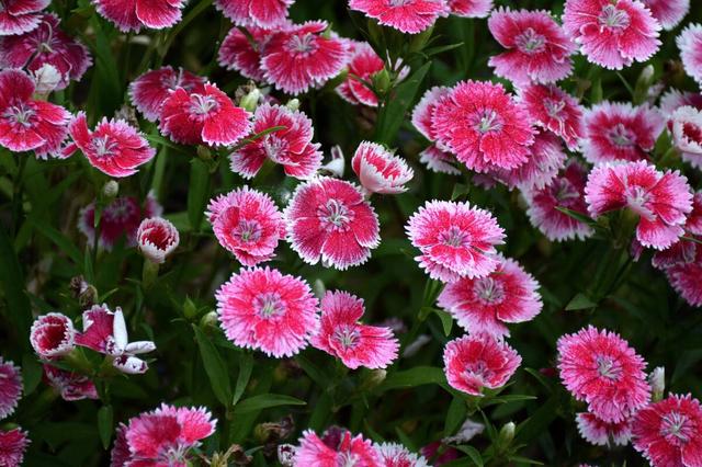 春天开的花有哪些，春天开的花有哪些一年级（夏天开成一片花海）