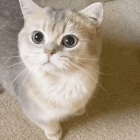 三种适合家养的猫，这四种猫“体味”轻