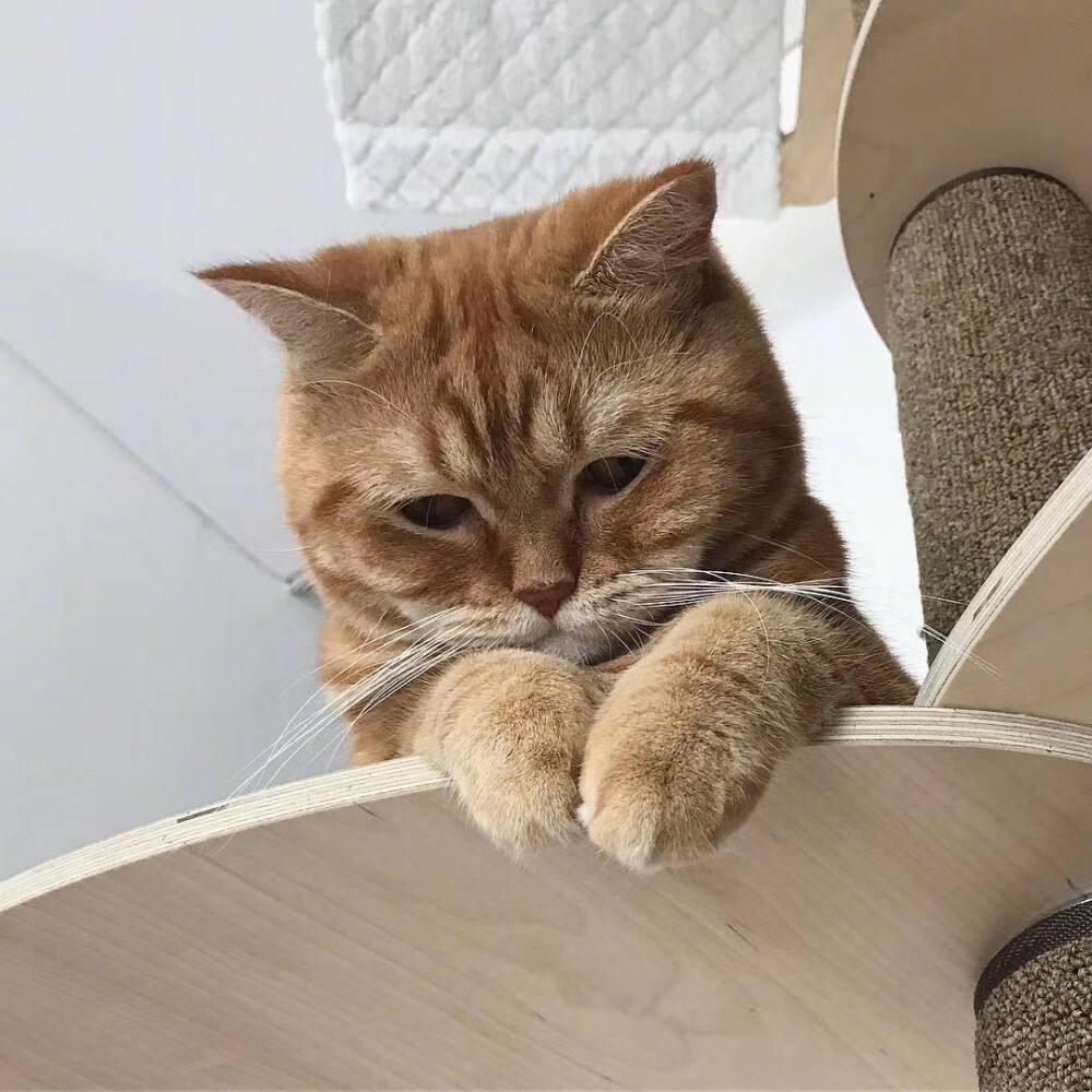猫咪摇头表情包(猫咪的这几个信号) - 赤虎壹号