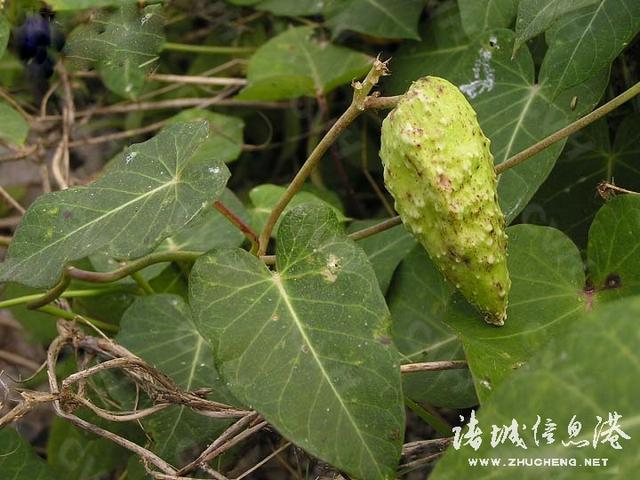 七星草的功效与作用，七星草的功效与作用（七星草都能治什么病）