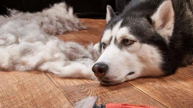 适合小孩养的狗，最好养又很温顺可以带孩子的狗狗（可以养这4种狗狗）