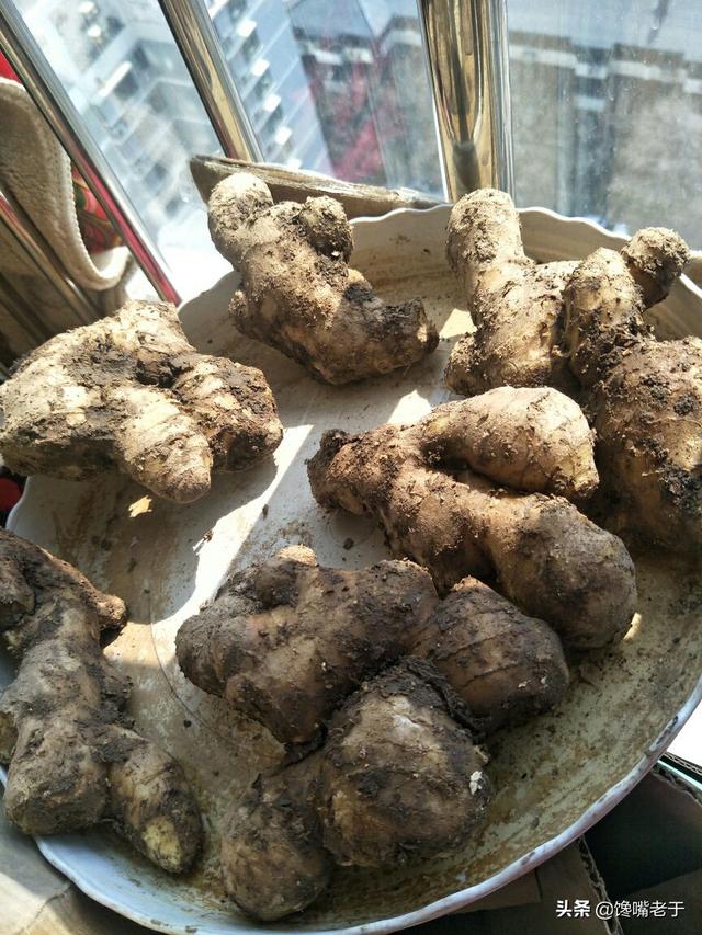 姜的保存最佳方法，生姜的保存方法（腊月买正月用也不坏）