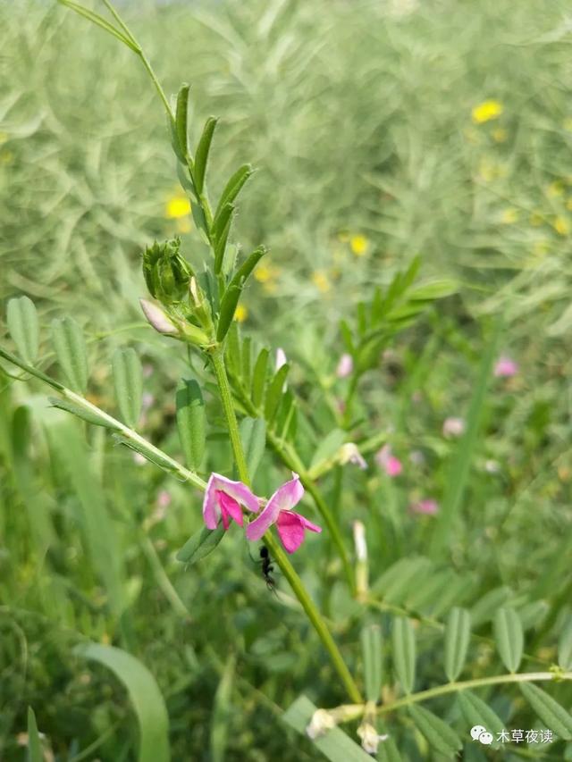 那些四月里开出绚烂花儿的野生植物们，四月有什么花开花