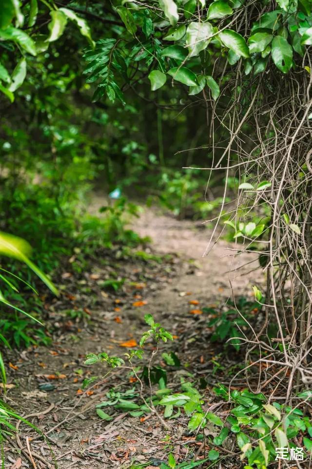 深圳徒步路线推荐，深圳海滨栈道徒步最佳路线（深圳10条徒步路线）