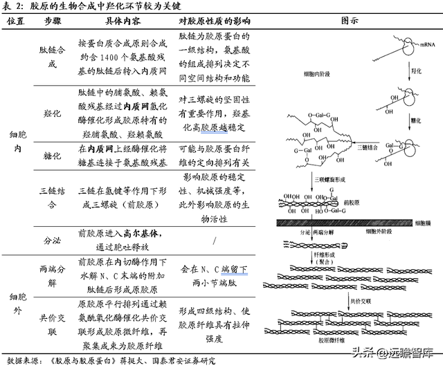 三型胶原蛋白导入危害，三型胶原蛋白导入的效果维持多长时间（析胶原产业链机理）