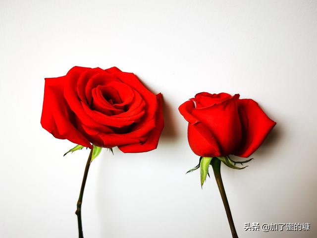 你就像带刺的玫瑰，红色是我的血染上去的。，你就像带刺的玫瑰是什么歌（你的锋芒，就是玫瑰的刺图片）