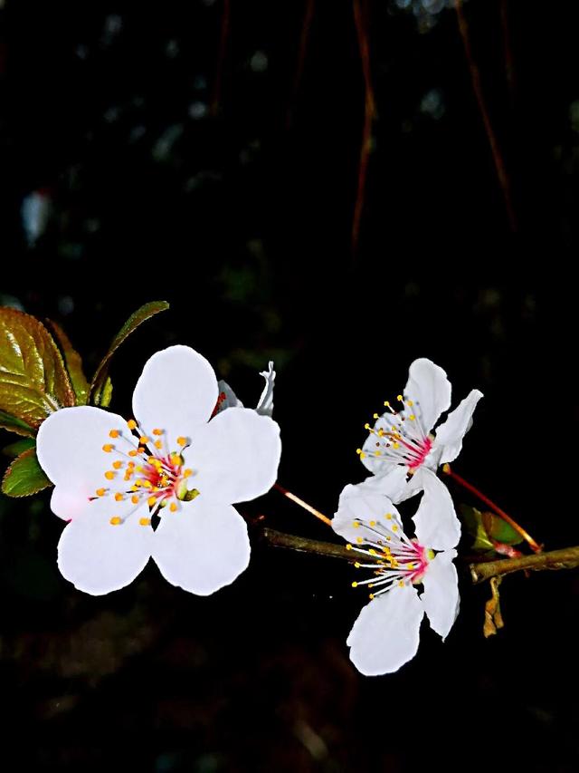 花朵图片‖淡雅花卉,淡雅的花卉图片(春之韵～素雅清新的李花)