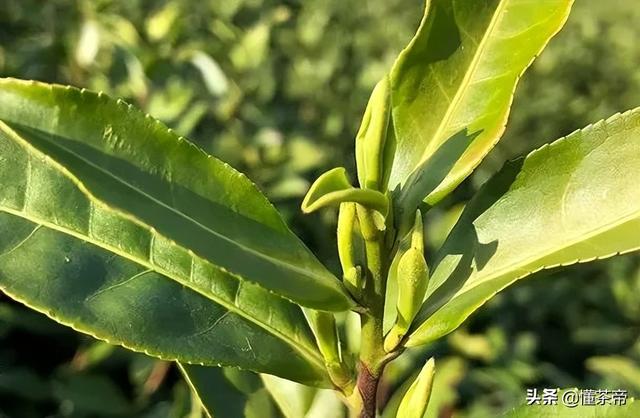 安吉白茶属于什么茶，安吉白茶属于什么茶系列（安吉白茶与黄金芽有什么不同）