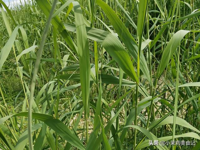 芦苇叶怎么保存时间长，芦苇叶保存方法（带你认识农村15种常见的“粽子叶”）