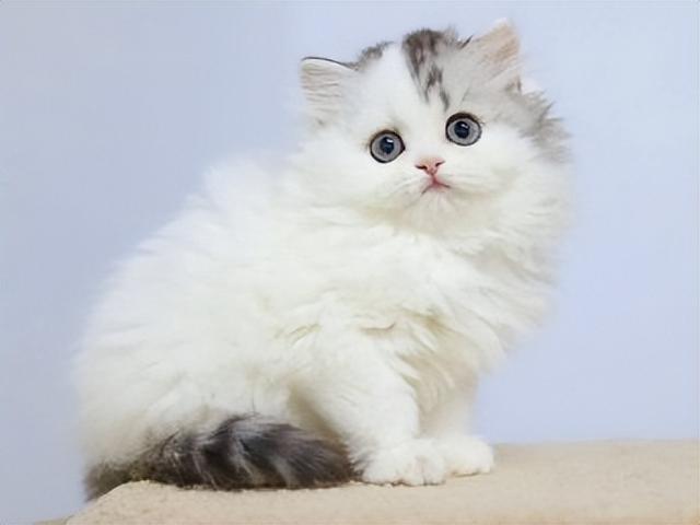 为什么拿破仑猫不建议养，建议穷人养的10种猫（短腿精灵——拿破仑猫）