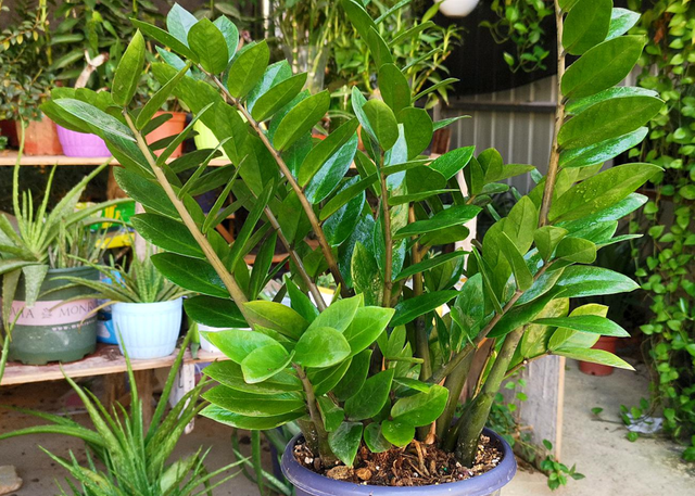 花的叶子发黄是怎么回事，茉莉花的叶子发黄是怎么回事（植物黄叶有七个原因）