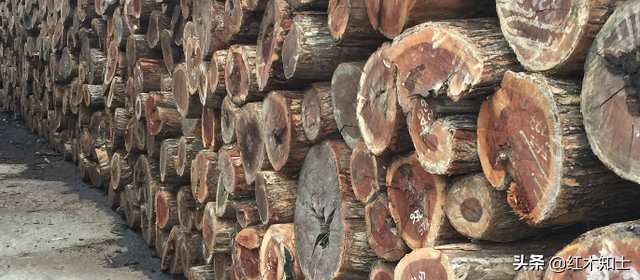 酸枝木是红木吗，红酸枝是红木吗（非洲酸枝是红木吗）