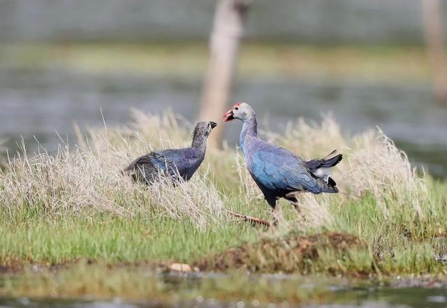 灰背燕尾，中国鸲鹟科鸟类，灰背燕尾是燕子吗（来自腾冲和顺的“她们”成了全国网红~）