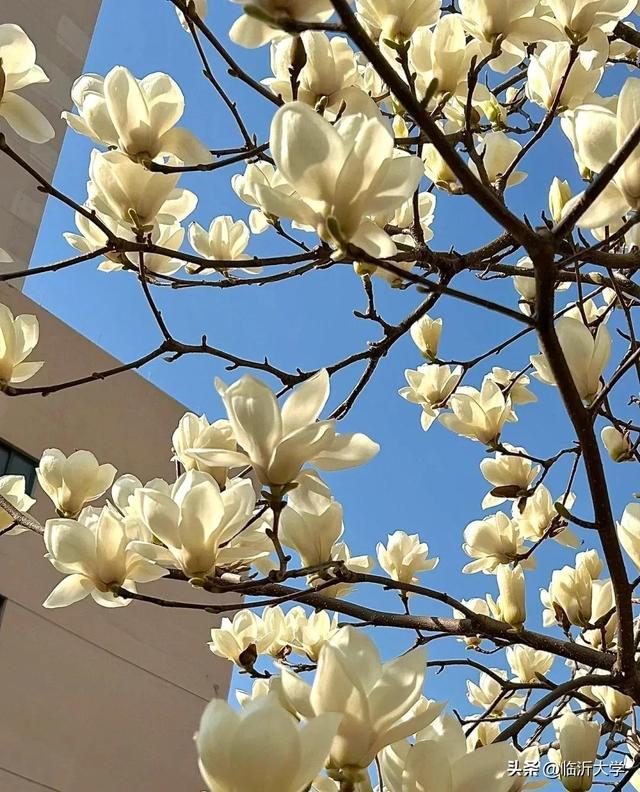 白玉兰的花语是什么，白玉簪枝头，无虑也无愁