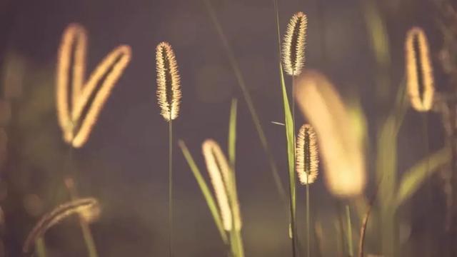 稗子草是狗尾巴草吗，稗草子能吃吗（不求回报默默爱——罗汉草）